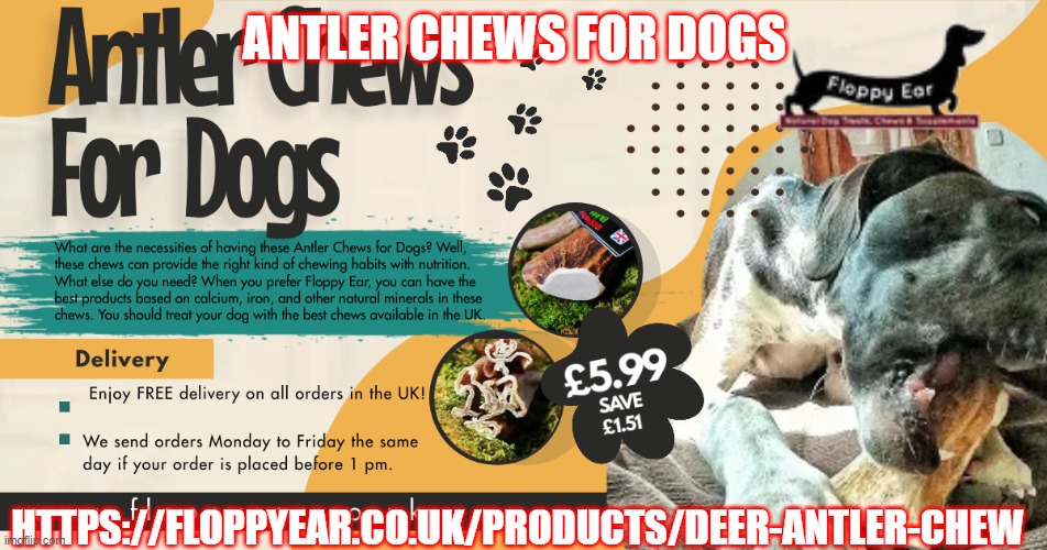 Antler chews for Dogs | ANTLER CHEWS FOR DOGS; HTTPS://FLOPPYEAR.CO.UK/PRODUCTS/DEER-ANTLER-CHEW | image tagged in antler chews for dogs,chews for dogs,antler chews | made w/ Imgflip meme maker