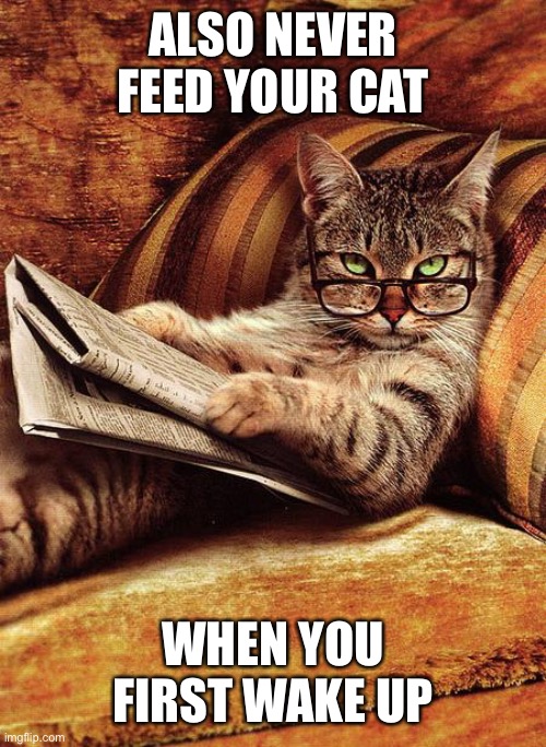 cat reading | ALSO NEVER FEED YOUR CAT WHEN YOU FIRST WAKE UP | image tagged in cat reading | made w/ Imgflip meme maker