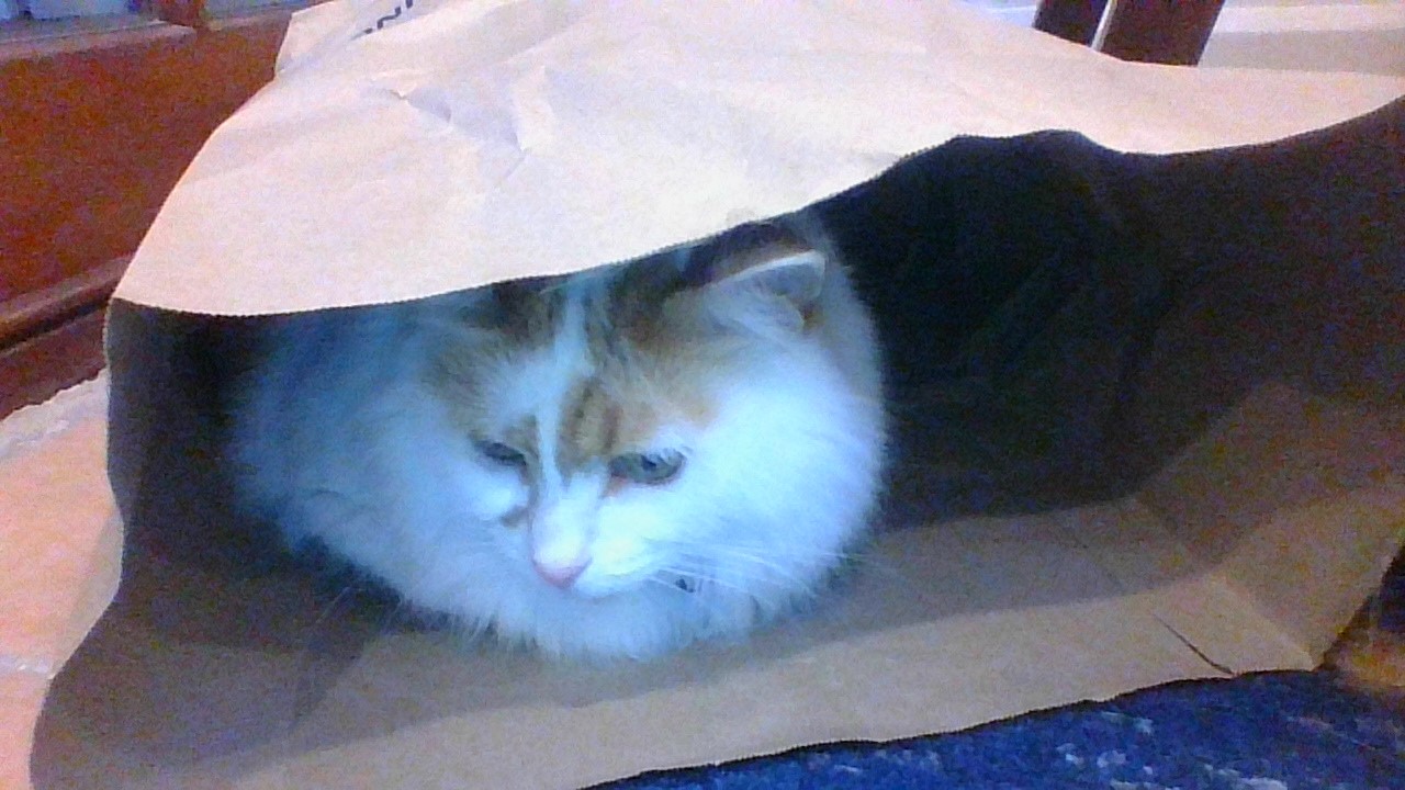 High Quality Cat in the bag! Blank Meme Template