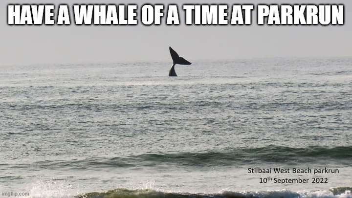 Whale of a time | HAVE A WHALE OF A TIME AT PARKRUN | image tagged in whale | made w/ Imgflip meme maker