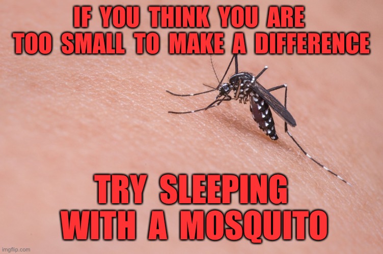 Making a difference | IF  YOU  THINK  YOU  ARE  TOO  SMALL  TO  MAKE  A  DIFFERENCE; TRY  SLEEPING  WITH  A  MOSQUITO | image tagged in mosquito,making a difference,try sleeping,insect | made w/ Imgflip meme maker