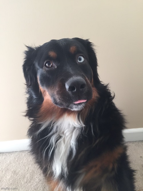 The bleping boi <3 | image tagged in doggo | made w/ Imgflip meme maker