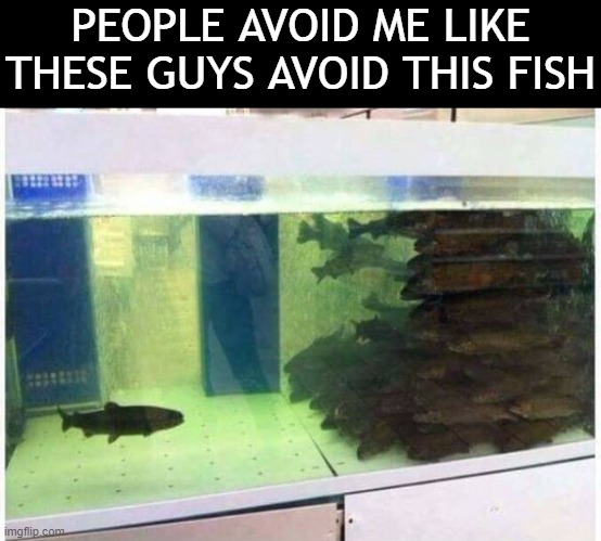 *cries* |  PEOPLE AVOID ME LIKE THESE GUYS AVOID THIS FISH | image tagged in fish,funny,memes,ooh self-burn those are rare,aquarium | made w/ Imgflip meme maker