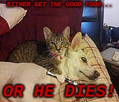 EITHER GET THE GOOD FOOD... OR HE DIES! | image tagged in cat,knife,dog | made w/ Imgflip meme maker