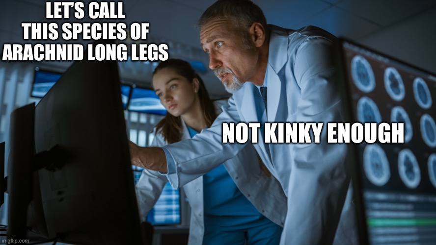 Close...but we need more! | LET’S CALL THIS SPECIES OF ARACHNID LONG LEGS; NOT KINKY ENOUGH | image tagged in hilarious memes,funny,funny meme,awesome,wordplay | made w/ Imgflip meme maker