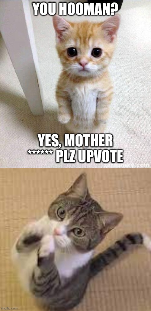 awwwwww | YOU HOOMAN? YES, MOTHER ****** PLZ UPVOTE | image tagged in memes,cute cat,awww | made w/ Imgflip meme maker
