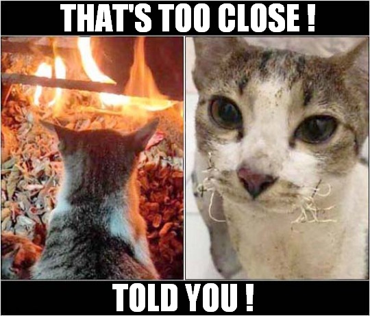 Singed Whiskers ! | THAT'S TOO CLOSE ! TOLD YOU ! | image tagged in cats,fire,whiskers | made w/ Imgflip meme maker