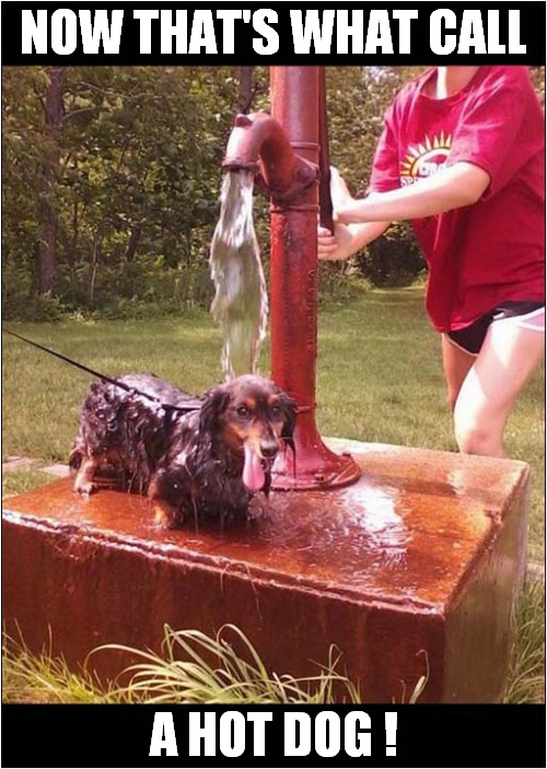 Cooling Down ! | NOW THAT'S WHAT CALL; A HOT DOG ! | image tagged in dogs,now thats what i call,hot,cool | made w/ Imgflip meme maker