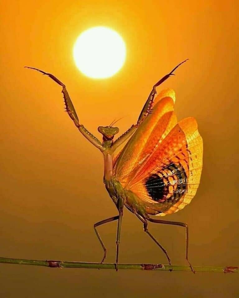 praying mantis stretching Blank Meme Template