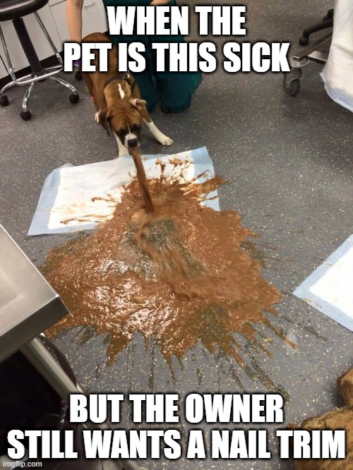 nail trim is the most important part | WHEN THE PET IS THIS SICK; BUT THE OWNER STILL WANTS A NAIL TRIM | image tagged in sick puppy | made w/ Imgflip meme maker