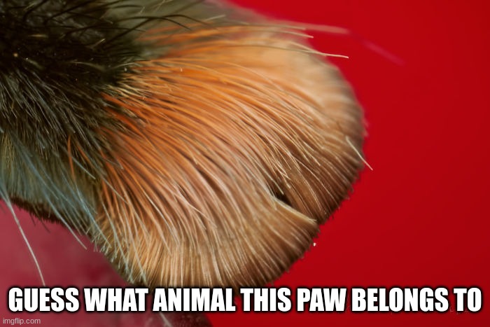 GUESS WHAT ANIMAL THIS PAW BELONGS TO | made w/ Imgflip meme maker