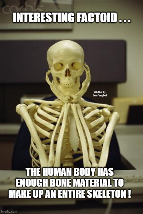 Waiting Skeleton |  INTERESTING FACTOID . . . MEMEs by Dan Campbell; THE HUMAN BODY HAS ENOUGH BONE MATERIAL TO MAKE UP AN ENTIRE SKELETON ! | image tagged in waiting skeleton | made w/ Imgflip meme maker