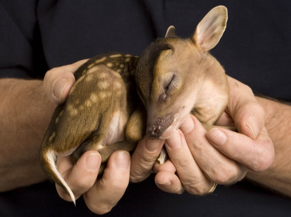 image tagged in animals,cute