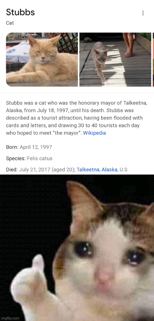 Just remember: Stubbs will be successful more than us | image tagged in sad thumbs up cat,memes,cat,true story,oh wow are you actually reading these tags | made w/ Imgflip meme maker
