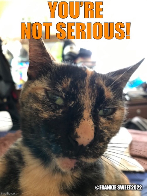 You’re not serious | YOU’RE NOT SERIOUS! ©FRANKIE SWEET2022 | image tagged in cat,pet,serious,funny cat,calico | made w/ Imgflip meme maker