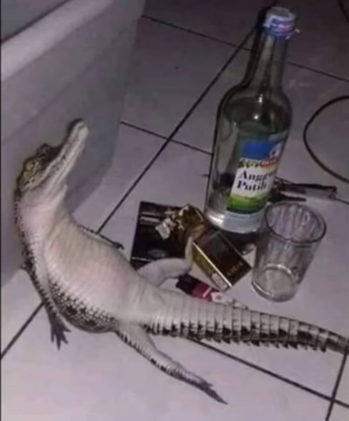 High Quality drunk crocodile Blank Meme Template