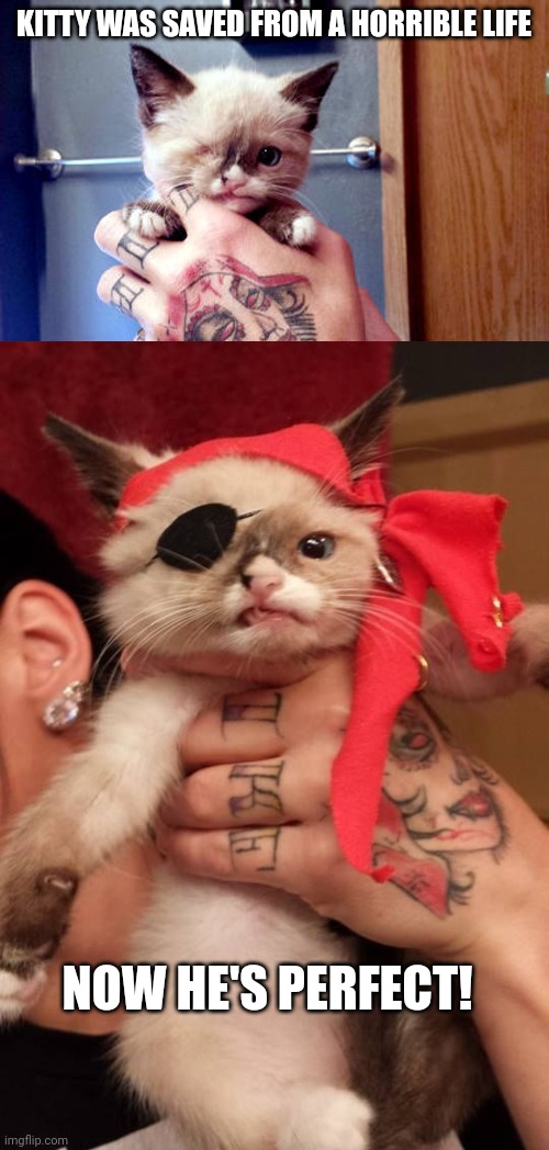 SIR STUFFINGTON THE PIRATE CAT | KITTY WAS SAVED FROM A HORRIBLE LIFE; NOW HE'S PERFECT! | image tagged in pirate,cats,cute cat | made w/ Imgflip meme maker