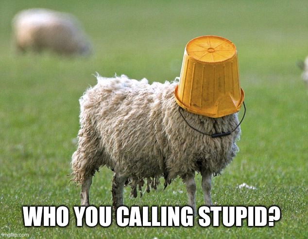 stupid sheep | WHO YOU CALLING STUPID? | image tagged in stupid sheep | made w/ Imgflip meme maker