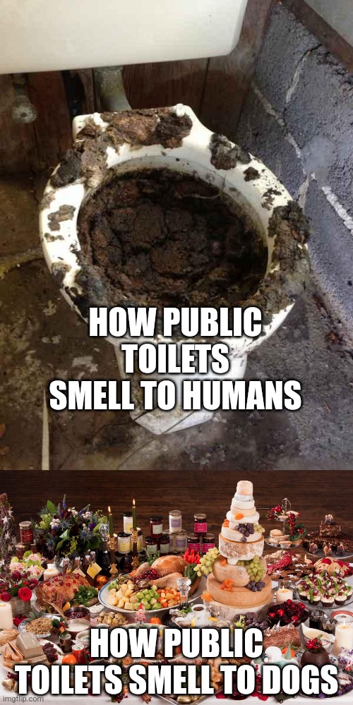You'd think with a superior sense of smell, dogs would stay away from toilets | HOW PUBLIC TOILETS SMELL TO HUMANS; HOW PUBLIC TOILETS SMELL TO DOGS | image tagged in toilet,christmas feast,dogs,smell | made w/ Imgflip meme maker