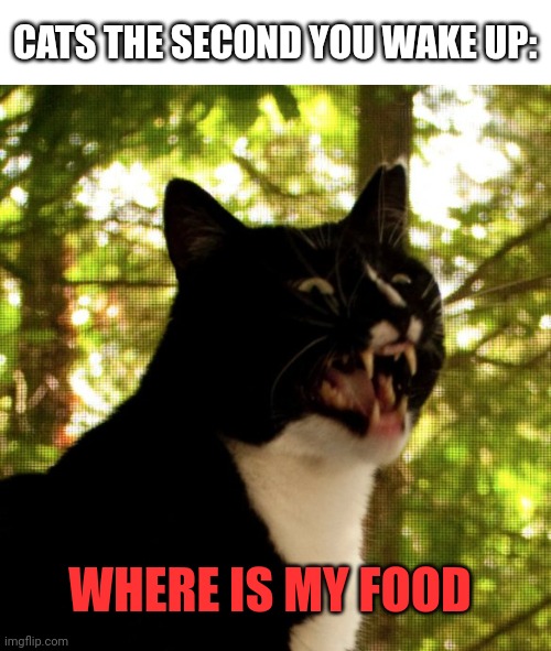 You had better feed them or pay the price | CATS THE SECOND YOU WAKE UP:; WHERE IS MY FOOD | image tagged in psycho cat,cat | made w/ Imgflip meme maker