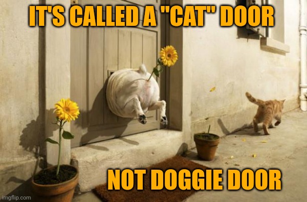 Poor doggie | IT'S CALLED A "CAT" DOOR; NOT DOGGIE DOOR | image tagged in dog vs cat,dog,cat | made w/ Imgflip meme maker