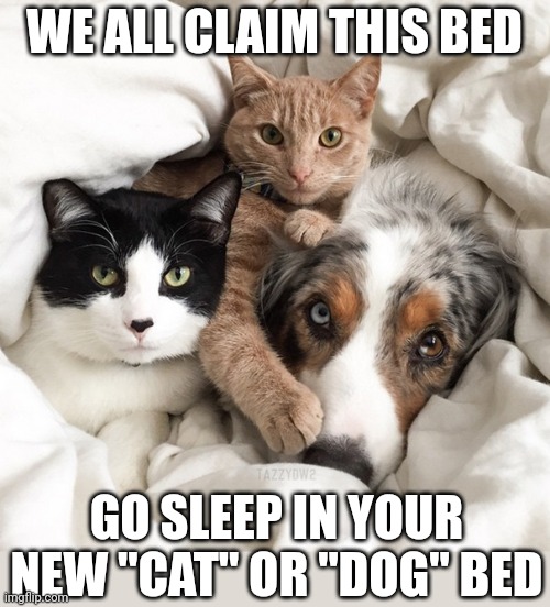 The pets rule | WE ALL CLAIM THIS BED; GO SLEEP IN YOUR NEW "CAT" OR "DOG" BED | image tagged in dog and cats,dog,cat | made w/ Imgflip meme maker