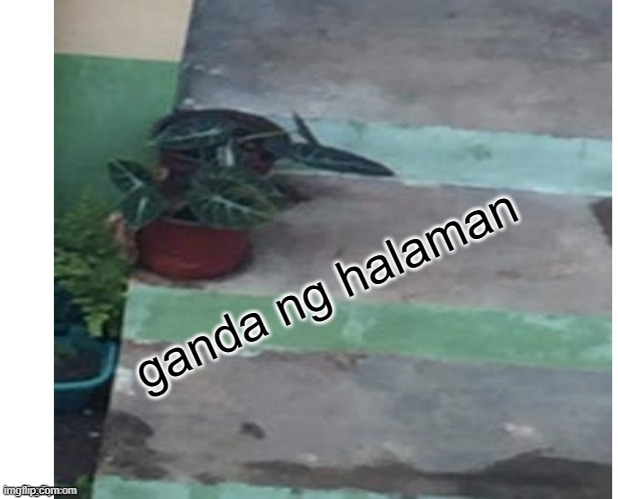 ganda ng halaman | made w/ Imgflip meme maker