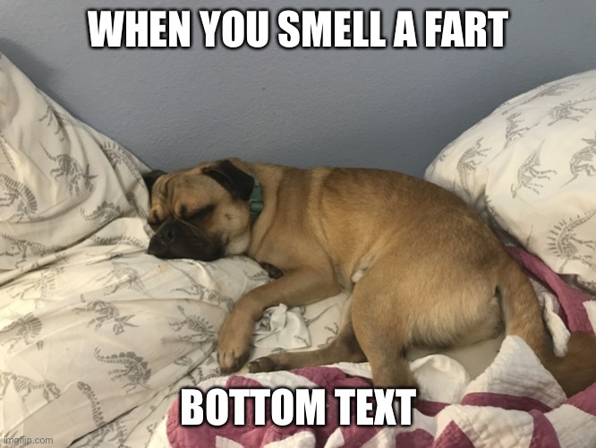 Sleeping pug | WHEN YOU SMELL A FART; BOTTOM TEXT | image tagged in sleeping pug | made w/ Imgflip meme maker