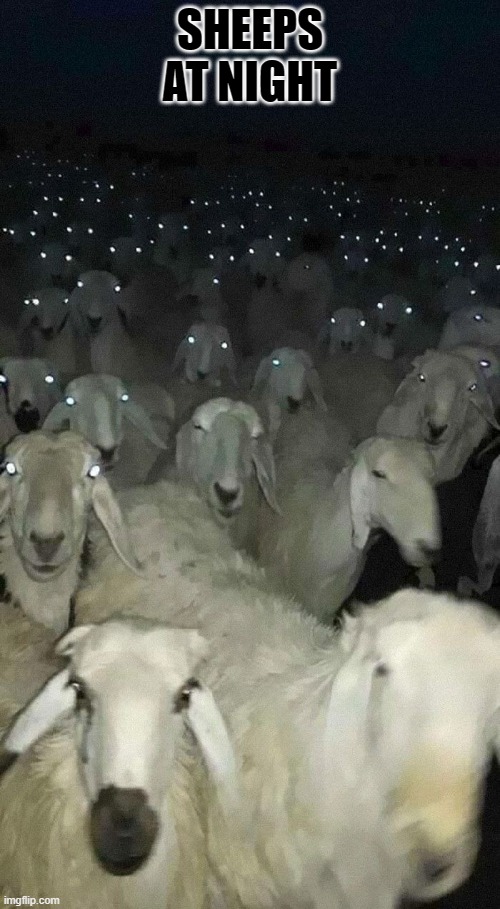 sheeps at night | SHEEPS AT NIGHT | image tagged in horror | made w/ Imgflip meme maker