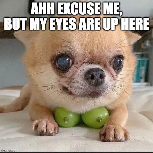 Chihuahua with grapes | AHH EXCUSE ME, BUT MY EYES ARE UP HERE | image tagged in chihuahua,grapes | made w/ Imgflip meme maker