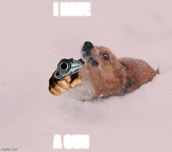 gorgi with heat | I HAVE; A GUN | image tagged in oh no corgi | made w/ Imgflip meme maker