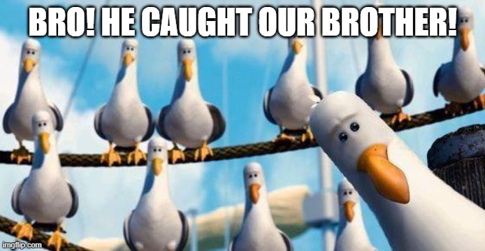 BRO! HE CAUGHT OUR BROTHER! | image tagged in nemo birds | made w/ Imgflip meme maker