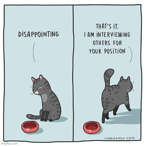 A Cat's Way Of Thinking | image tagged in memes,comics,cats,disappointed,job interview,there is another | made w/ Imgflip meme maker