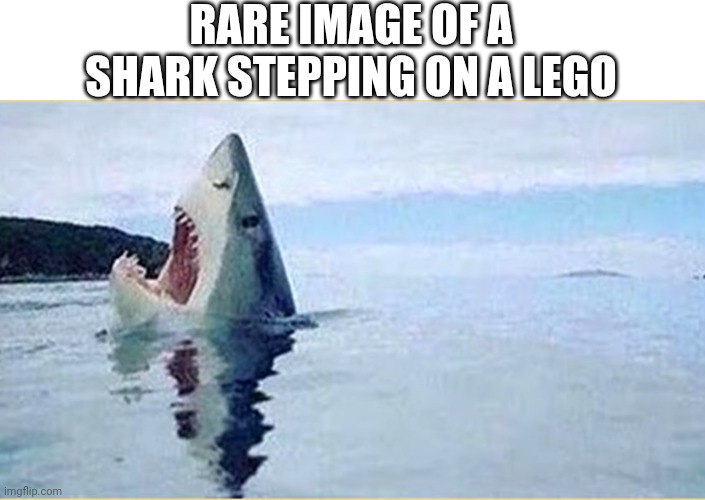 RARE IMAGE OF A SHARK STEPPING ON A LEGO | image tagged in funny,memes,lego,shark | made w/ Imgflip meme maker