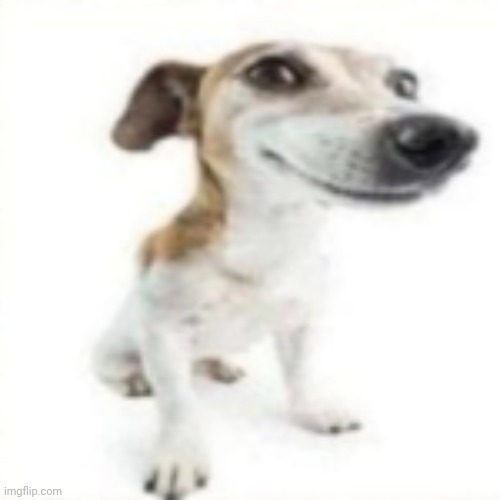 silly dog | image tagged in silly dog | made w/ Imgflip meme maker