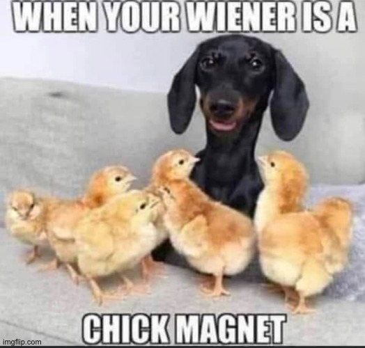 My weiner has a first name | image tagged in bad pun | made w/ Imgflip meme maker