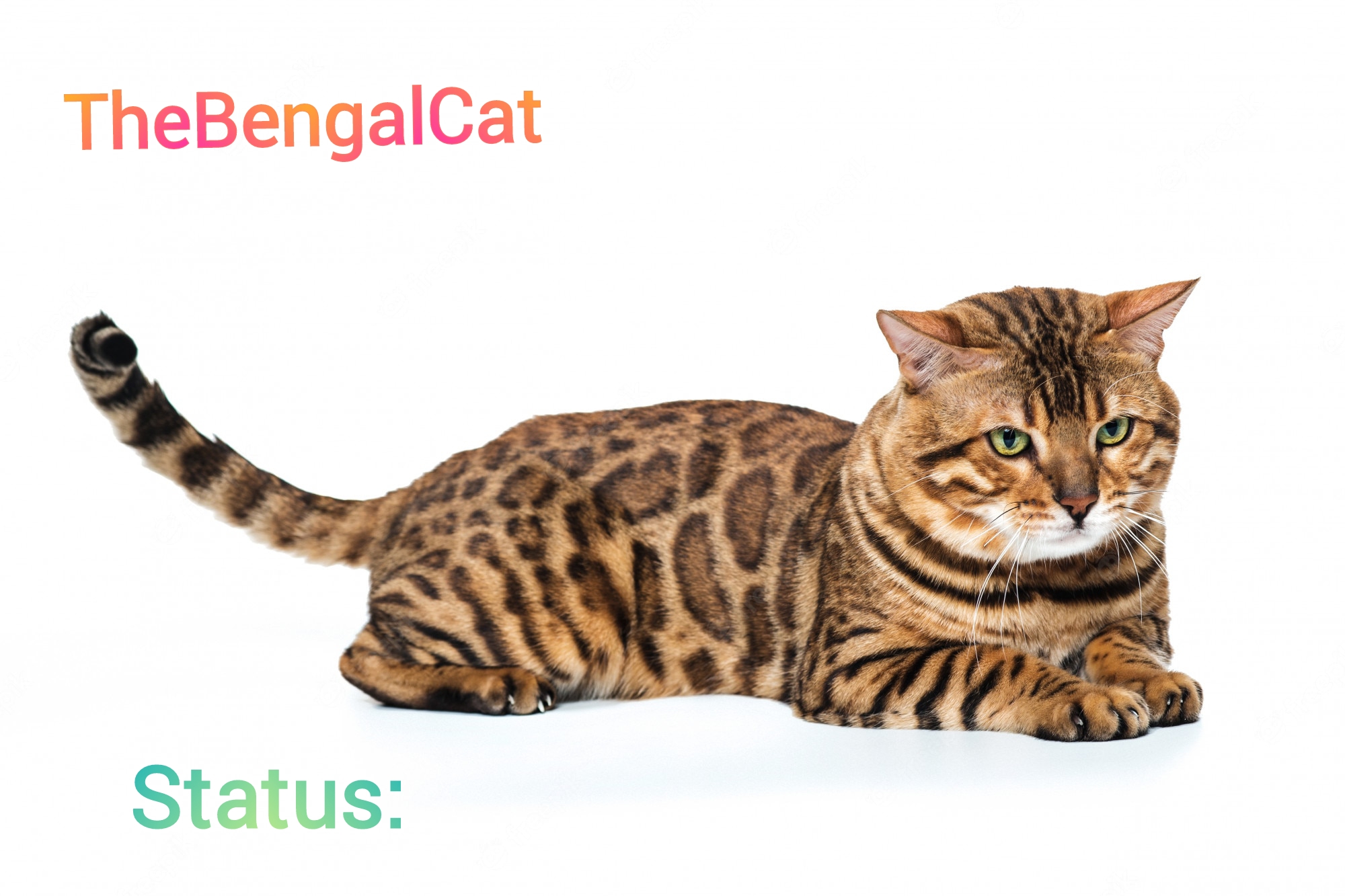TheBengalCat Annoucment template Blank Meme Template