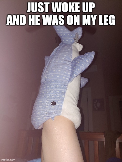 Idk | JUST WOKE UP AND HE WAS ON MY LEG | image tagged in tag | made w/ Imgflip meme maker