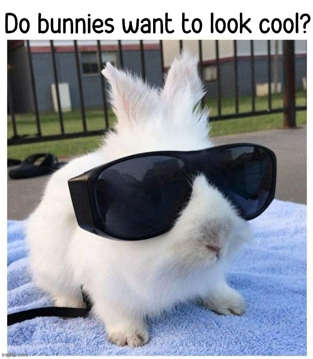 Do bunnies want to look cool? | image tagged in bunnies | made w/ Imgflip meme maker