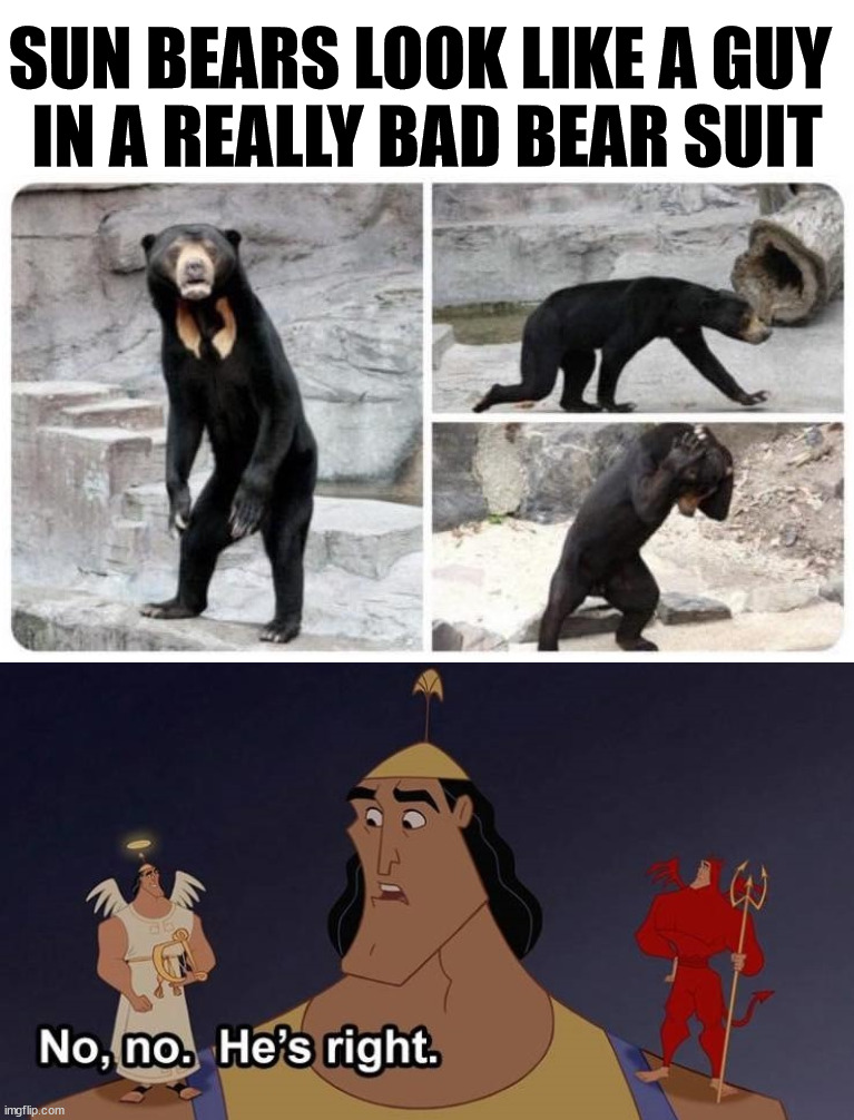 Weird looking bear | SUN BEARS LOOK LIKE A GUY 
IN A REALLY BAD BEAR SUIT | image tagged in bears,weird wildlife,stop right there,totally looks like | made w/ Imgflip meme maker