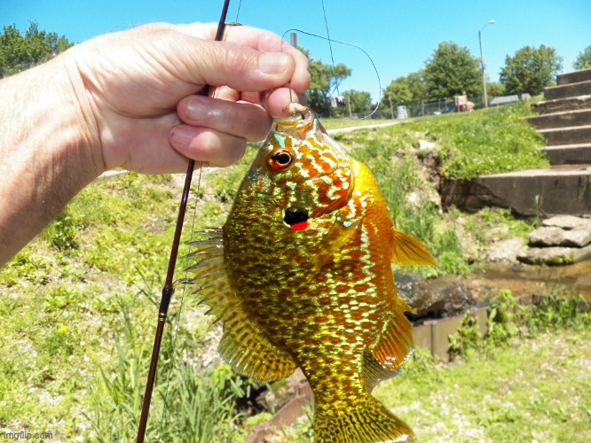 a pumpkin seed blue gill i caught | made w/ Imgflip meme maker