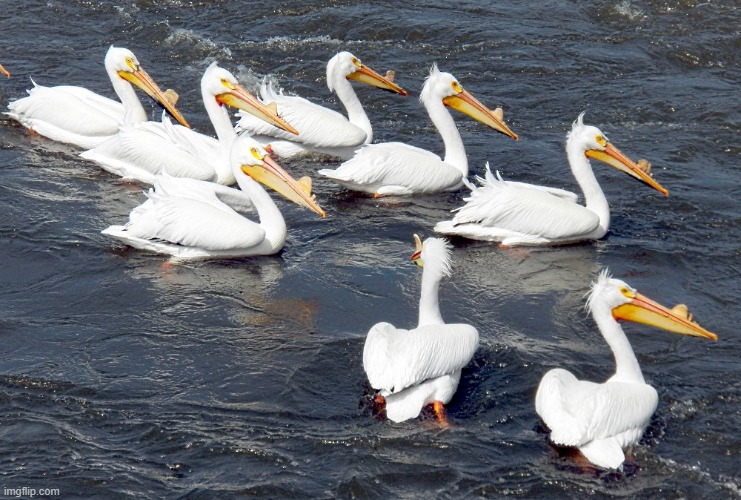 pelicans on the mississippi | made w/ Imgflip meme maker