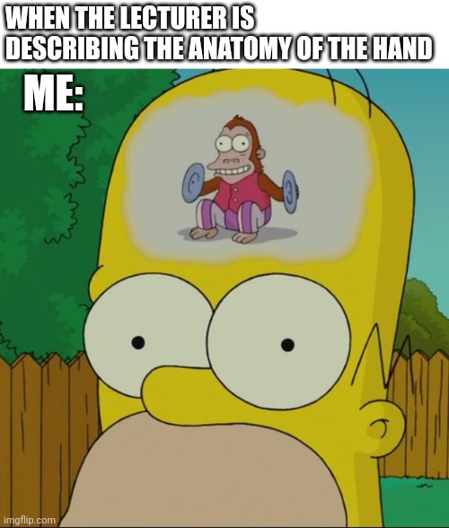 Anatomy | WHEN THE LECTURER IS DESCRIBING THE ANATOMY OF THE HAND; ME: | image tagged in homer monkey,medical school | made w/ Imgflip meme maker