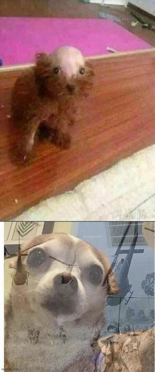 Shaved | image tagged in ptsd chihuahua,cursed image,dog,memes,cursed,dogs | made w/ Imgflip meme maker