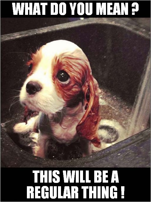 It's Bath Time ! | WHAT DO YOU MEAN ? THIS WILL BE A
REGULAR THING ! | image tagged in dogs,puppy,bath time | made w/ Imgflip meme maker