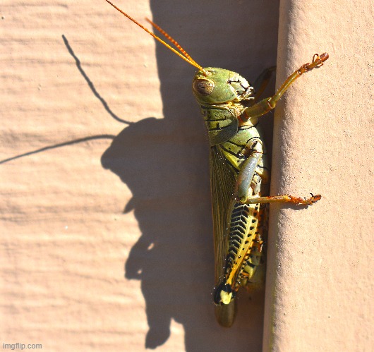 grasshopper | made w/ Imgflip meme maker