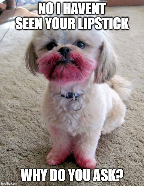 shih tzu lipstick | NO I HAVENT SEEN YOUR LIPSTICK; WHY DO YOU ASK? | image tagged in shih tzu lipstick | made w/ Imgflip meme maker