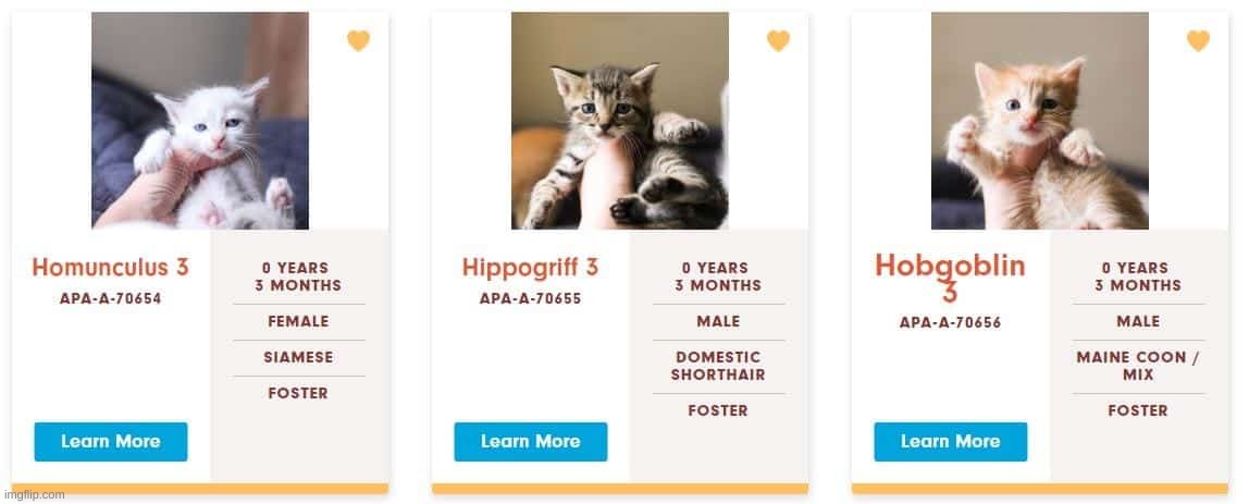 Funny Shelter Cat Names