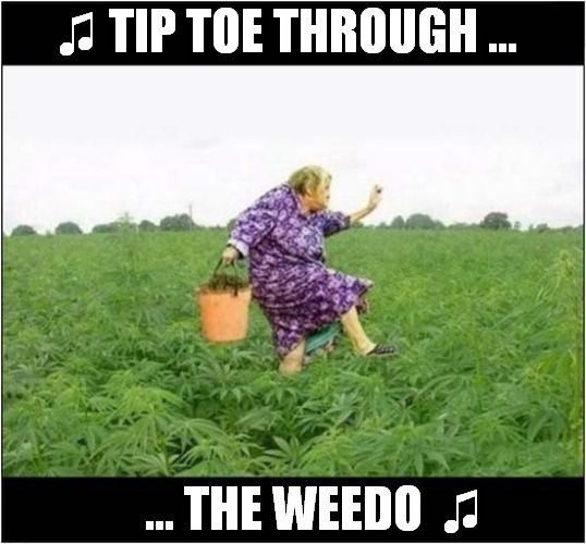 I Think She's Been Trying The Product ! | ♫ TIP TOE THROUGH ... ... THE WEEDO  ♫ | image tagged in cannabis,weed | made w/ Imgflip meme maker