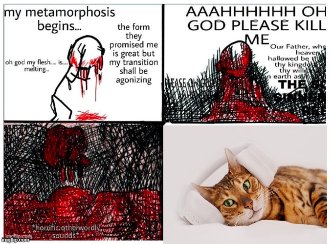 the metamorphosis | image tagged in the metamorphosis | made w/ Imgflip meme maker